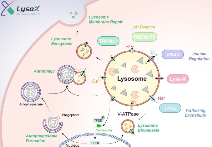 Lysosome